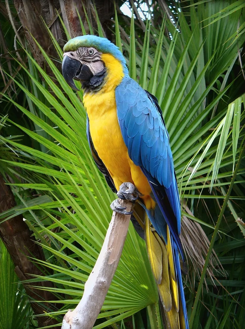 Chiêm ngưỡng vẻ đẹp hiếm có qua ảnh Vẹt Macaw quý hiếm