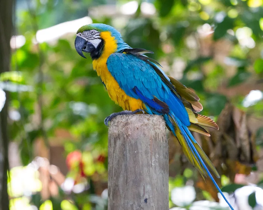 Thưởng ngoạn khung cảnh tuyệt vời cùng ảnh Vẹt Macaw cảnh đẹp