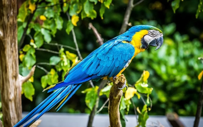 Ghé thăm thế giới động vật với ảnh Vẹt Macaw trong sở thú
