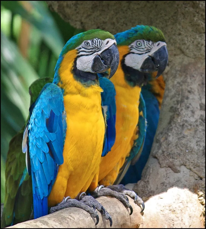 Trở về thiên nhiên với ảnh Vẹt Macaw tự nhiên sống động