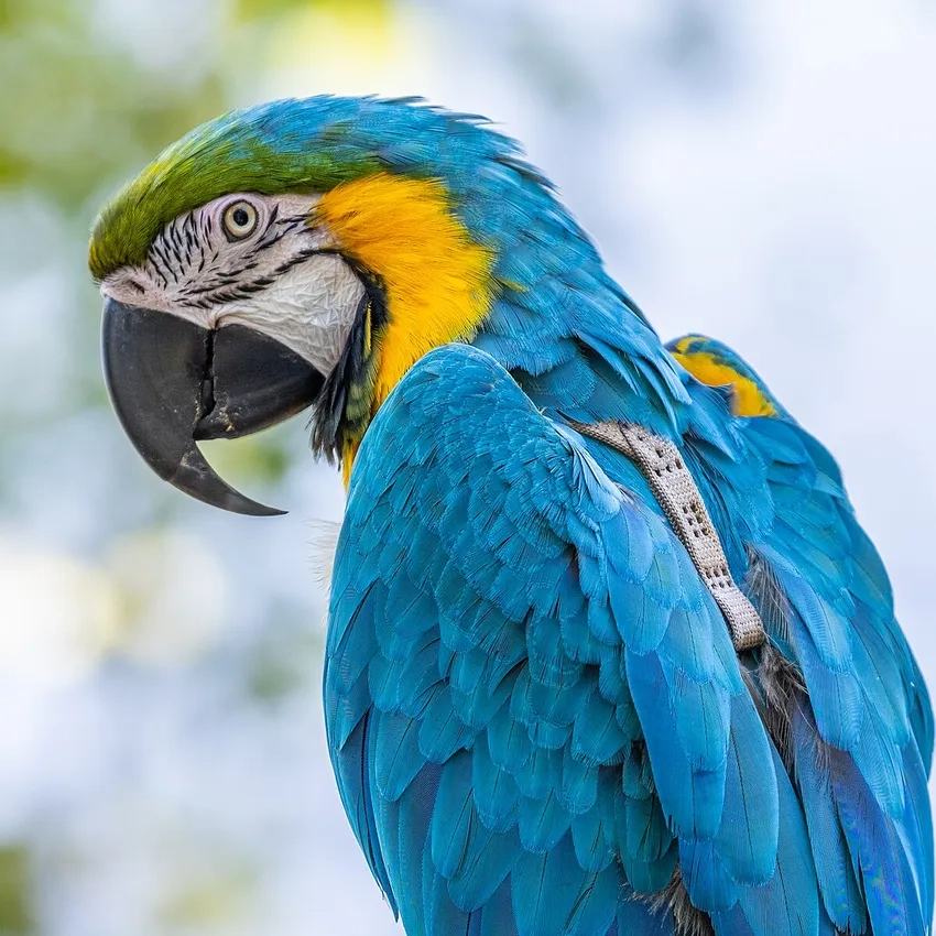 Sưu tầm những khoảnh khắc đẹp qua ảnh Vẹt Macaw sưu tầm