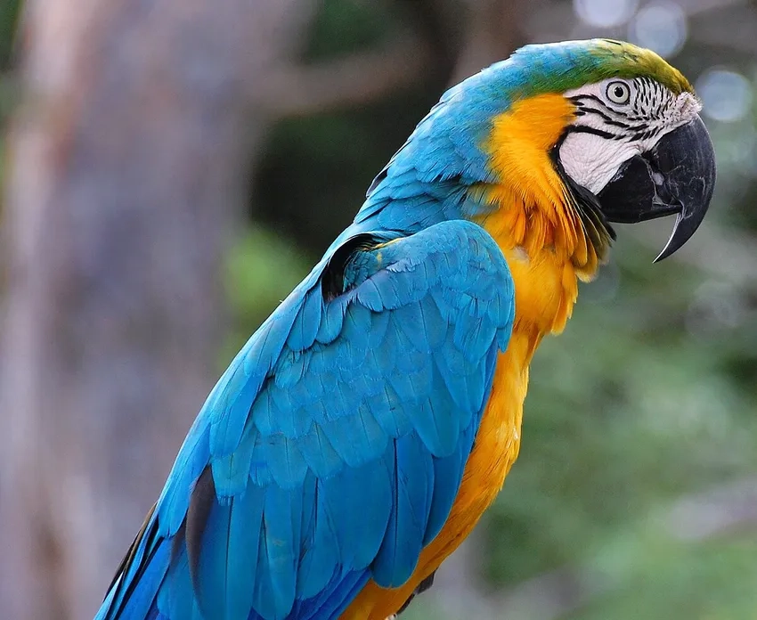 Ngắm vẻ đẹp nghệ thuật trong ảnh Vẹt Macaw nghệ thuật