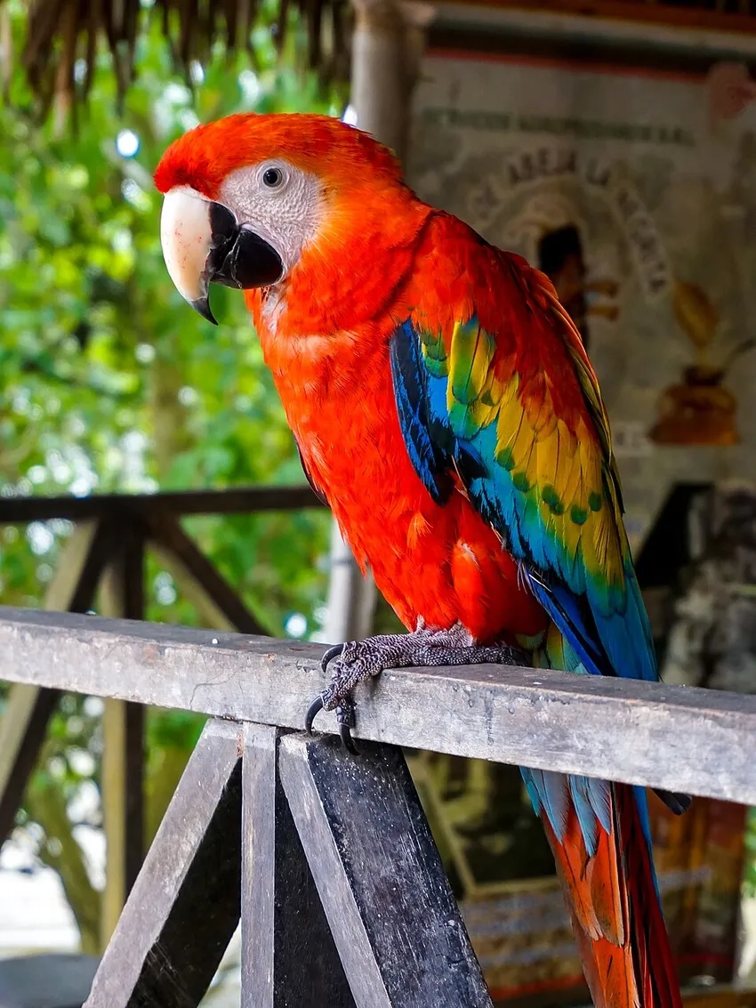 Khám phá điều độc đáo với ảnh Vẹt Macaw độc lạ