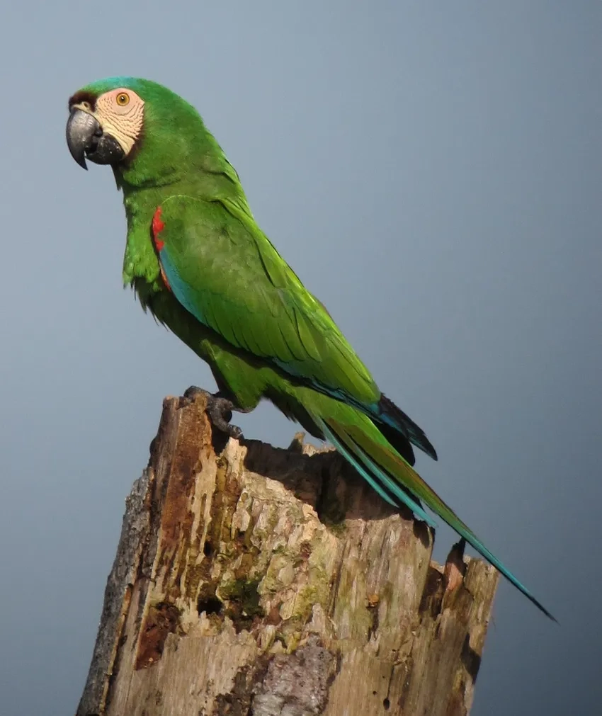 Hiểu về môi trường sống qua ảnh Vẹt Macaw sinh thái