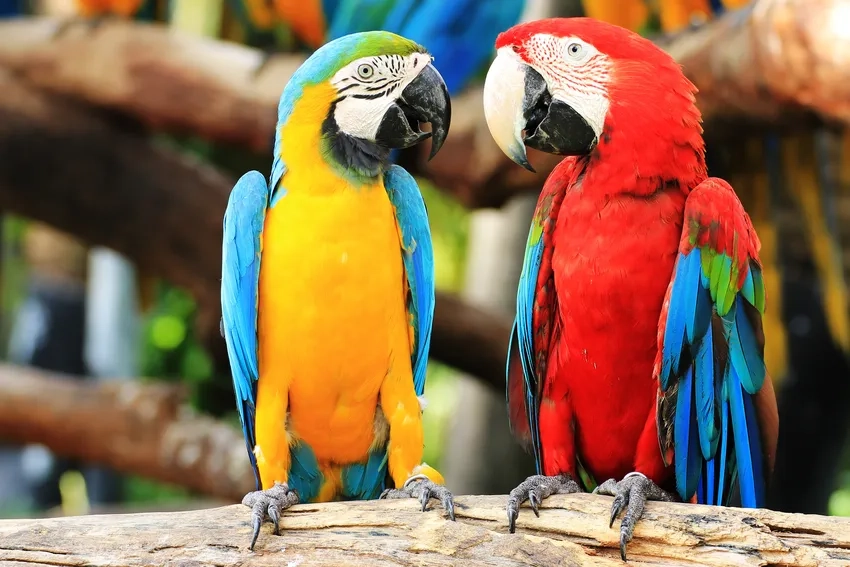 Tận hưởng sắc màu nổi bật của ảnh Vẹt Macaw rực rỡ