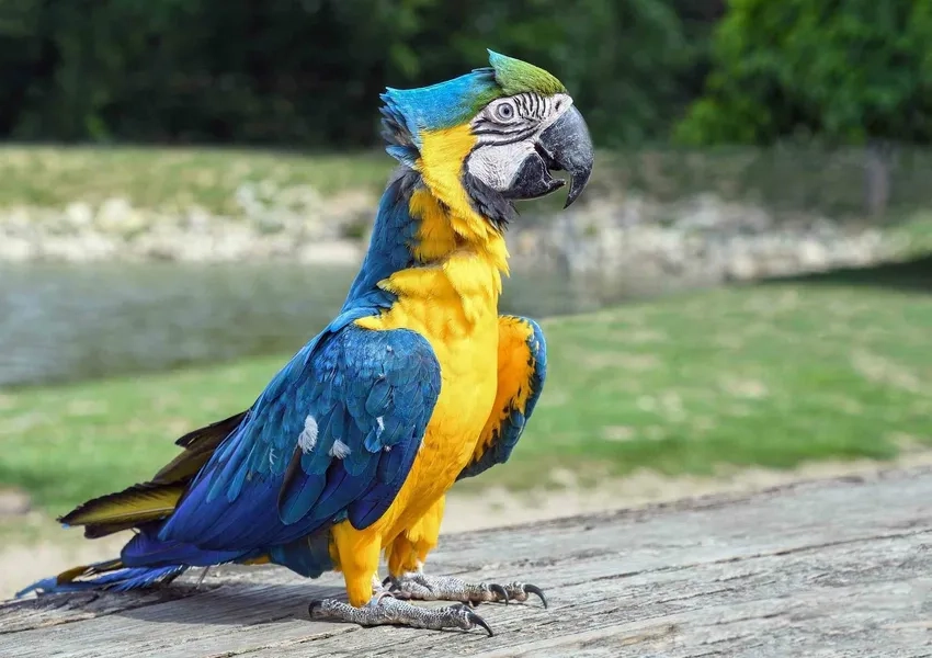 Trải nghiệm hình ảnh tinh tế với ảnh Vẹt Macaw chọn lọc