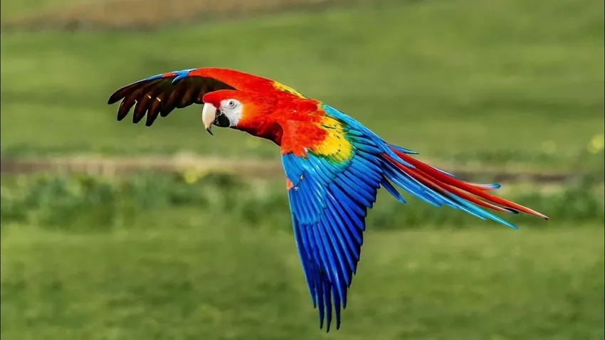 Tìm hiểu thông tin quý giá qua ảnh Vẹt Macaw tư liệu
