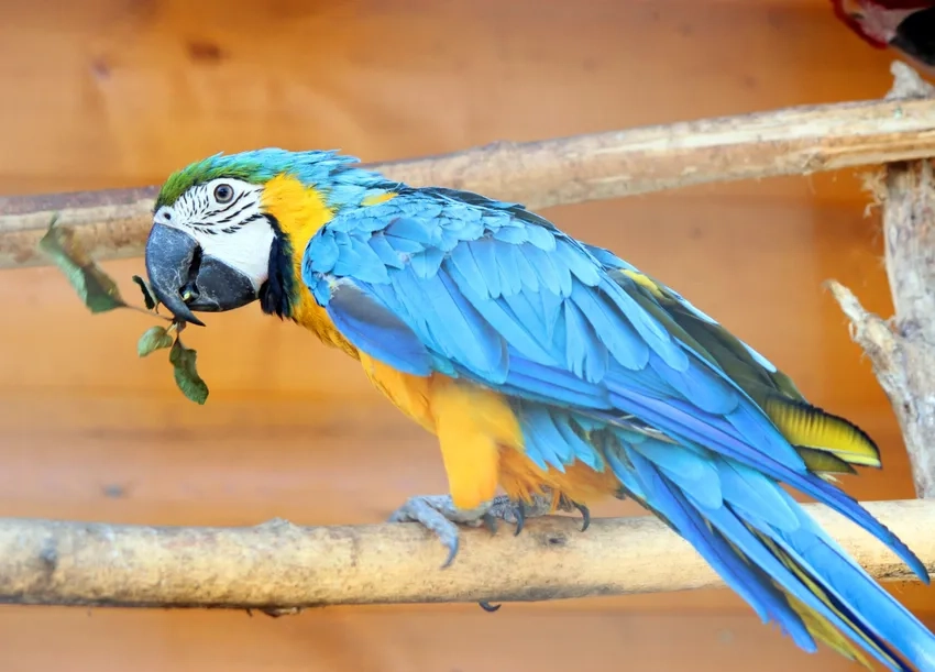 Chiêm ngưỡng nghệ thuật động vật trong ảnh Vẹt Macaw triển lãm