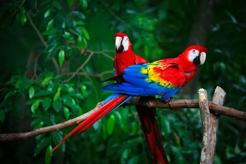 Khám phá vẻ đẹp rực rỡ của ảnh Vẹt Macaw rừng nhiệt đới
