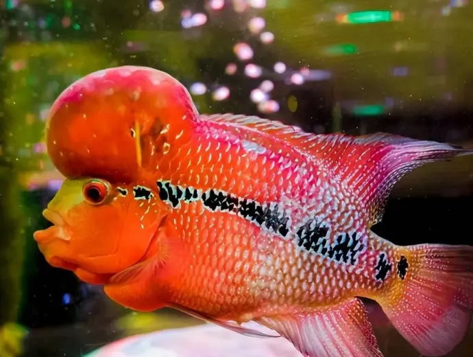 Bộ sưu tập cá la hán rực rỡ nổi bật trong thế giới cá cảnh