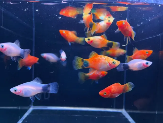 Bộ ảnh cá mún đầy màu sắc dành cho người yêu thủy sinh