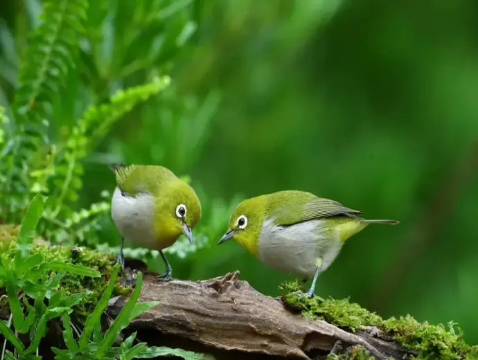 Ngắm nhìn ảnh chim vành khuyên rực rỡ thu hút mọi ánh nhìn