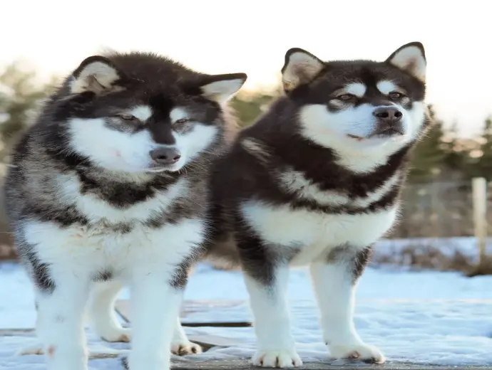 Ngắm ảnh chó Alaska đáng yêu trong từng khung hình