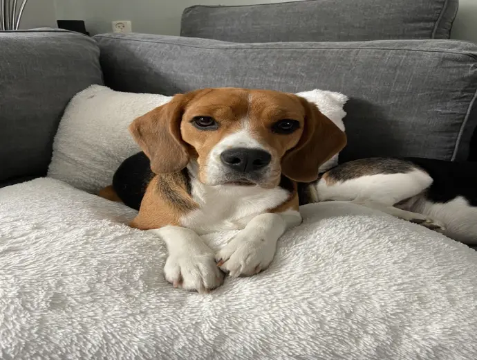Kho ảnh chó Beagle chân thật khiến ai nhìn cũng thích