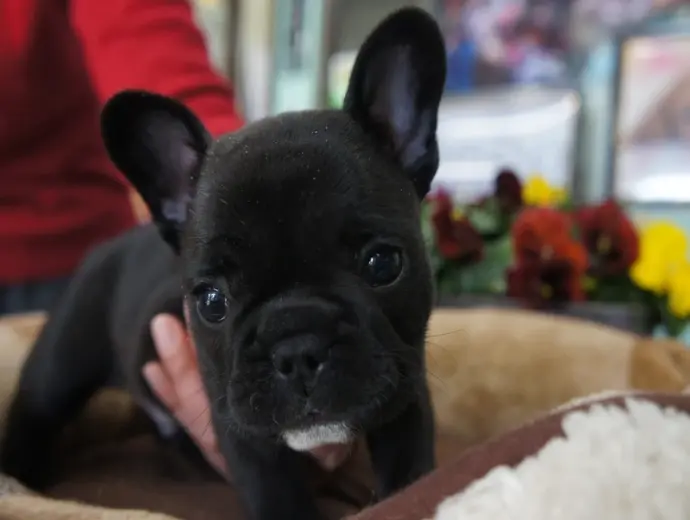 Khám phá ảnh chó Bull Pháp ấn tượng với biểu cảm hài hước