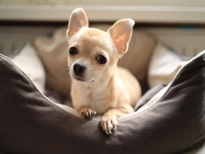 Tuyển chọn ảnh chó Chihuahua nhỏ nhắn và đáng yêu nhất