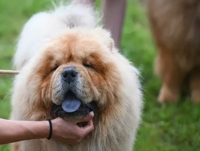 Tuyển tập ảnh chó Chow Chow mặt gấu cực dễ thương