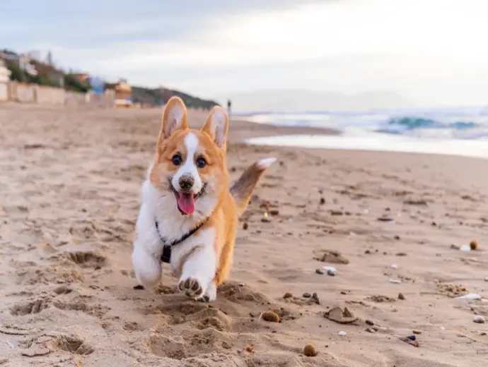 Ảnh chó Corgi siêu đáng yêu gây bão cộng đồng yêu thú cưng