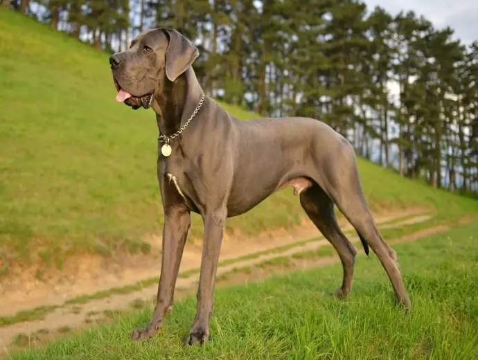 Khám phá ảnh chó Great Dane cao lớn đầy uy lực và cuốn hút