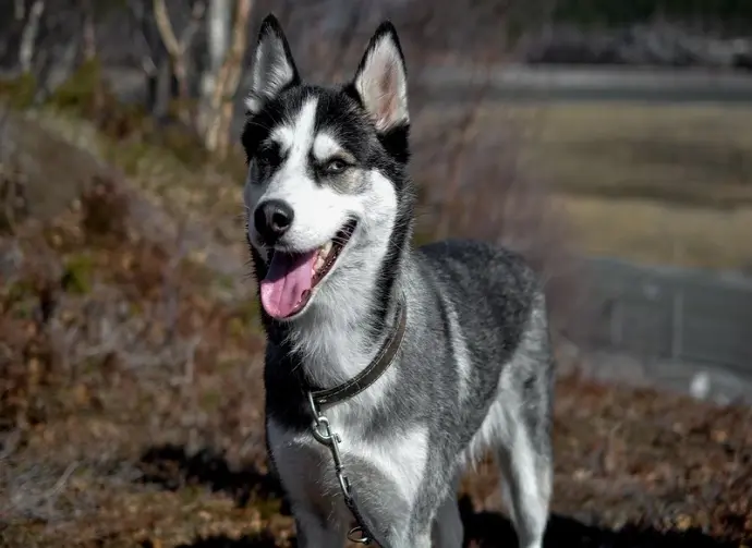 Tuyển chọn ảnh chó Husky đẹp gây bão cộng đồng mạng