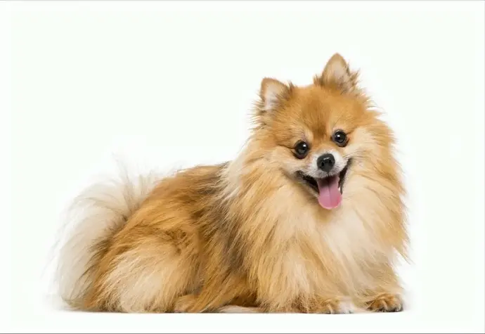 Ngắm ảnh chó Phốc Sóc cute hết nấc khiến ai nhìn cũng thích