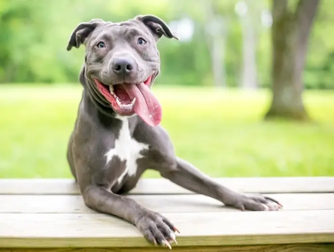 Khám phá ảnh chó Pitbull đầy mạnh mẽ và ấn tượng nhất