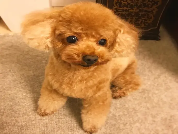 Bộ ảnh chó Poodle cực dễ thương làm cộng đồng mạng dậy sóng
