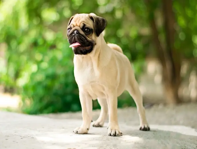Ngắm ảnh chó Pug cute hết nấc đang gây bão mạng xã hội