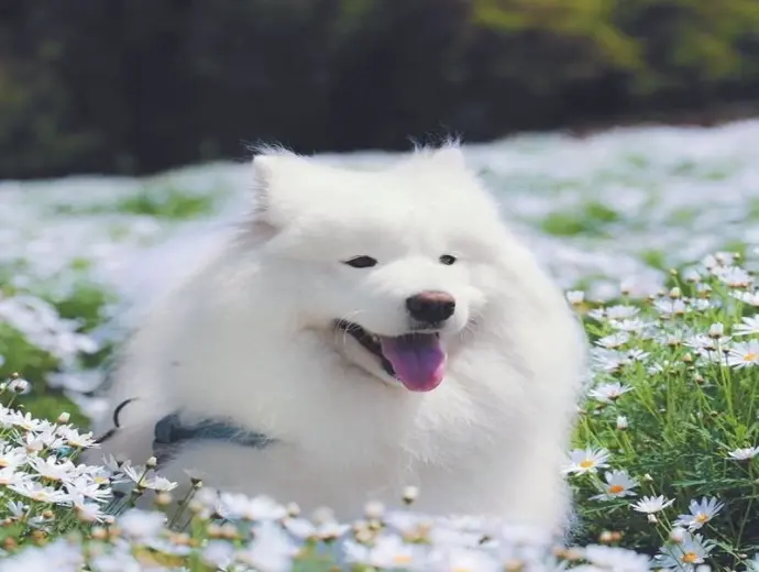 Bộ ảnh chó Samoyed siêu cute khiến mạng xã hội dậy sóng