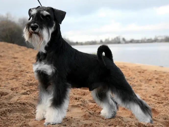Khám phá bộ ảnh chó Schnauzer siêu ngầu đầy cá tính