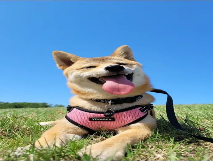 Bộ ảnh chó Shiba Inu dễ thương gây sốt cộng đồng mạng