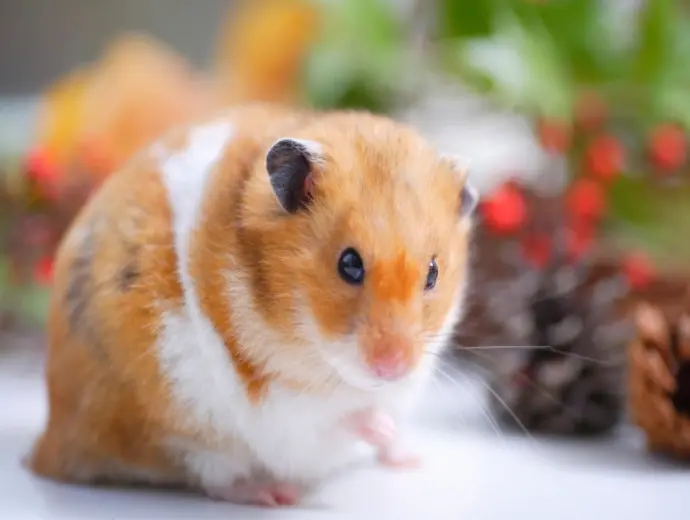 Tải ảnh chuột Hamster béo ú dễ thương sắc nét nhất