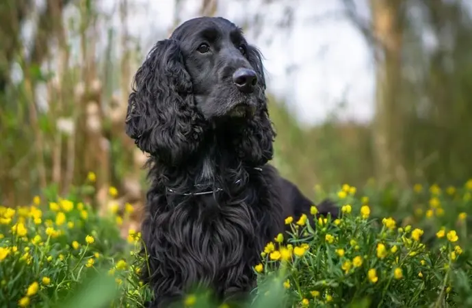 Khám phá ảnh chó Cocker Spaniel siêu đáng yêu cực hot