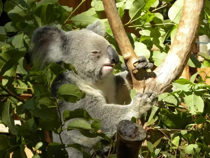 Khám phá hình ảnh gấu túi Koala dễ thương đáng yêu nhất