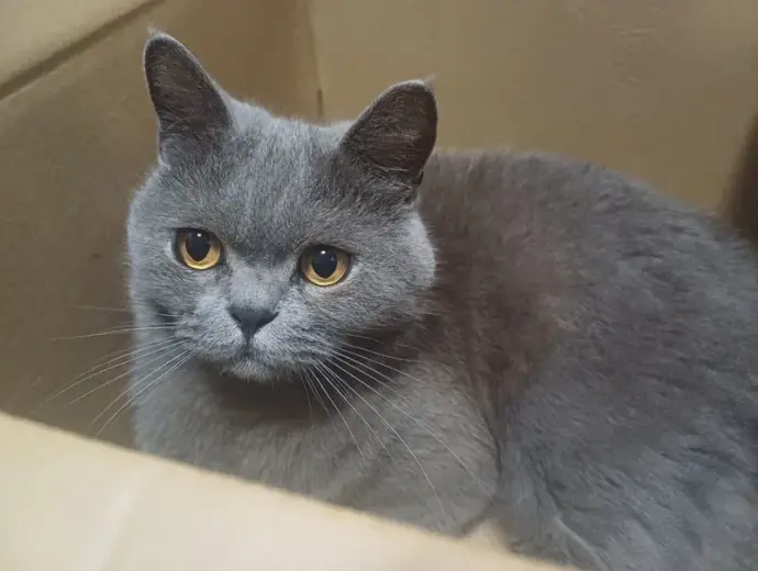 Mèo Chartreux đẹp tuyệt vời khiến ai cũng mê mẩn
