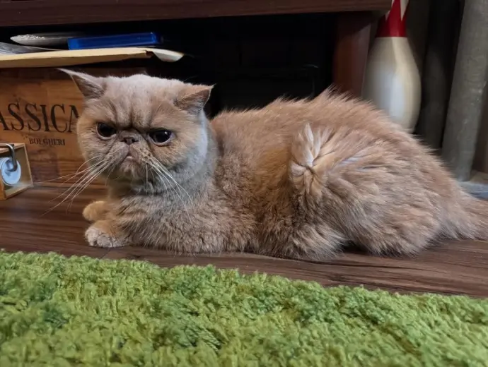1000+ Ảnh Mèo Exotic Shorthair với vẻ đẹp lạnh lùng