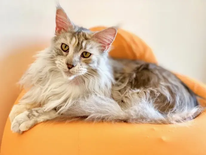 Những hình ảnh mèo Maine Coon dễ thương khiến tim tan chảy