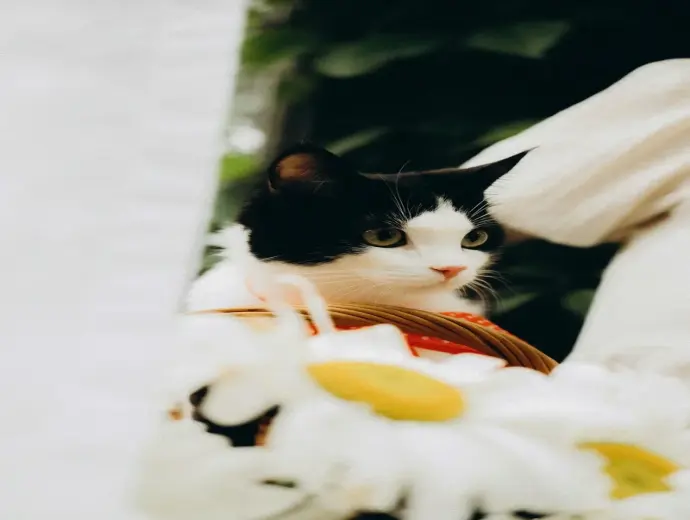 Tổng hợp hình ảnh mèo Nhị Thể đẹp mê hoặc mọi ánh nhìn