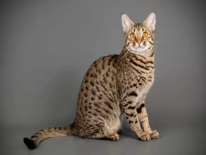 99+ Ảnh mèo savannah với vẻ đẹp hoang dã lai báo gấm
