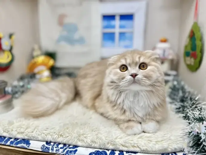 Hình ảnh mèo Scottish Fold dễ thương tan chảy mọi tim