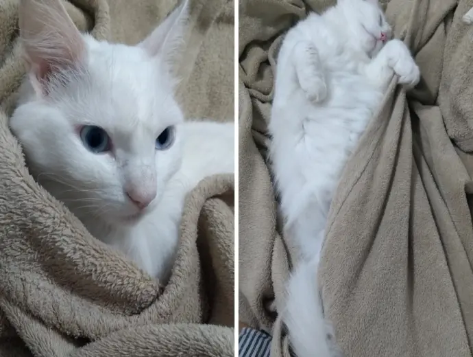 99+ Ảnh mèo Turkish Angora với đôi mắt hai màu kỳ lạ