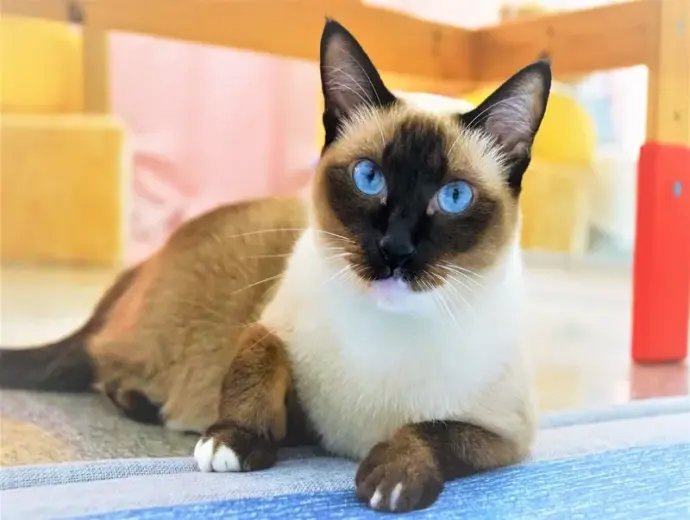 Mèo Xiêm chuẩn thuần chủng với màu lông và mắt ấn tượng