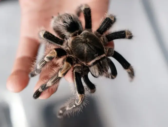 Ảnh nhện Tarantula đẹp sắc nét cho người mê sinh vật lạ
