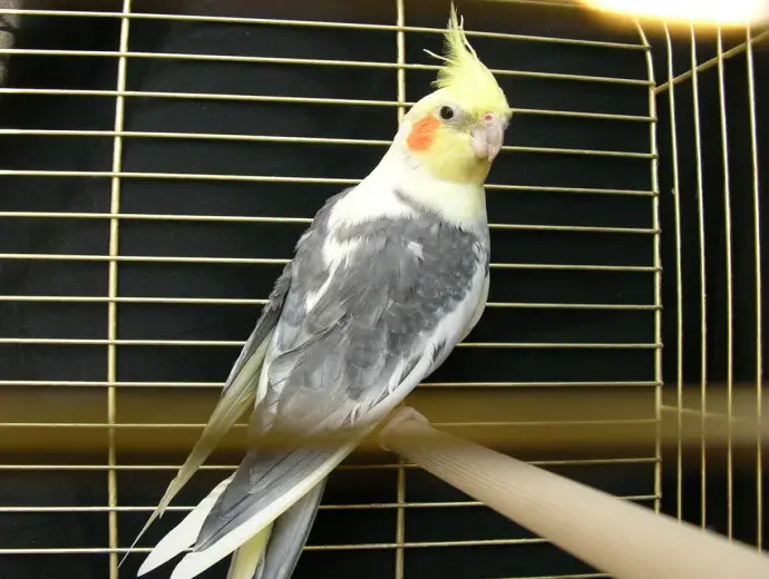 Ảnh Vẹt Cockatiel dễ thương và sống động không thể bỏ lỡ