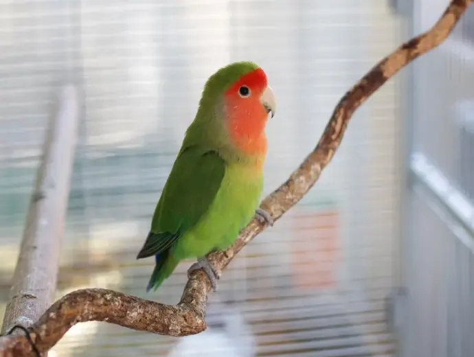 Bộ sưu tập ảnh Vẹt Lovebird đầy sắc màu và sinh động nhất