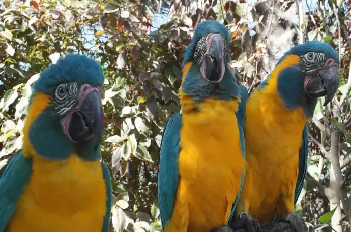 Chiêm ngưỡng ảnh Vẹt Macaw độc đáo cho người yêu chim