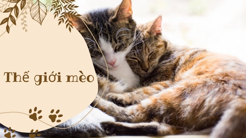 Những khoảnh khắc mèo cute lạc lối